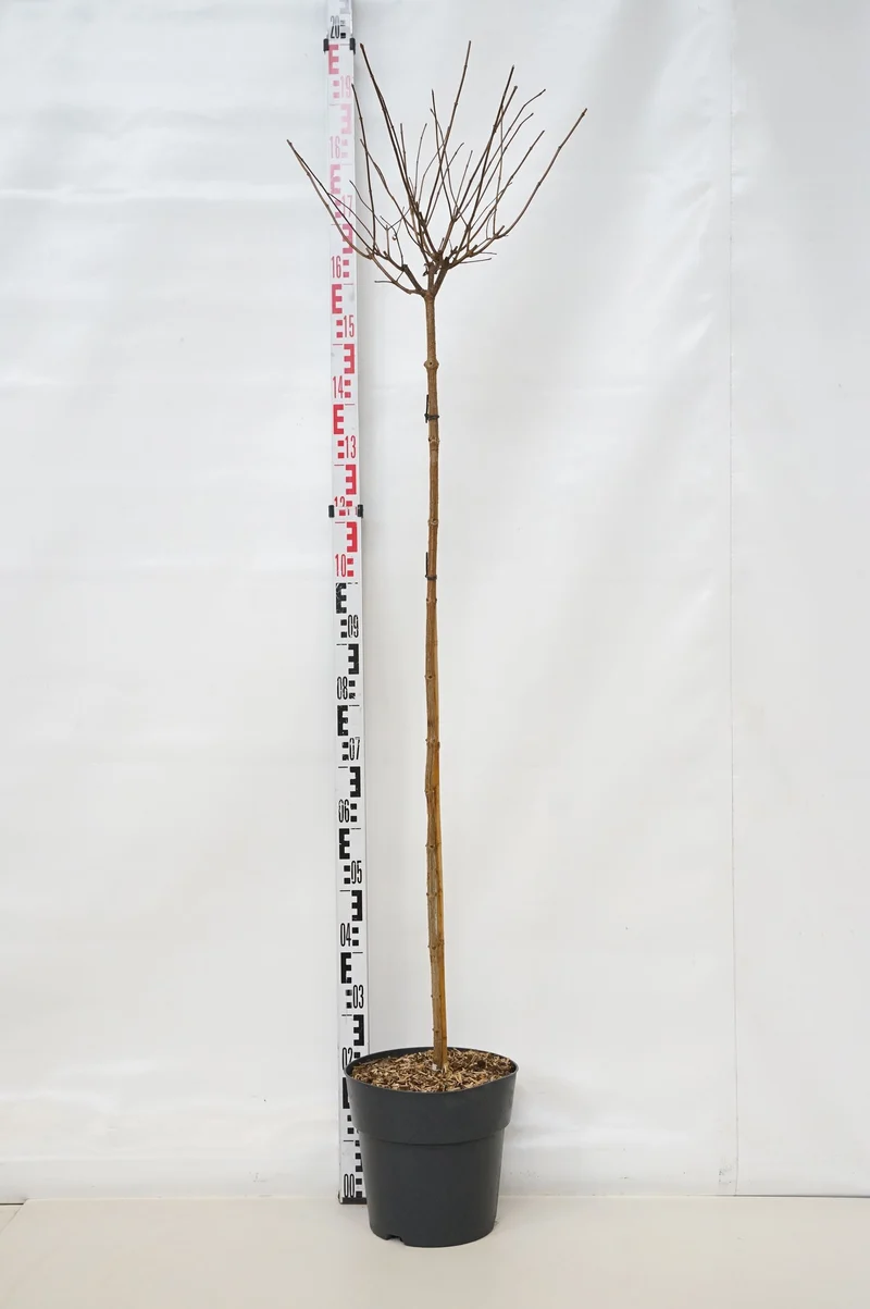Hydrangea pan. 'Vanille Fraise' C2 (2 liters kruka) 15-20 cm
