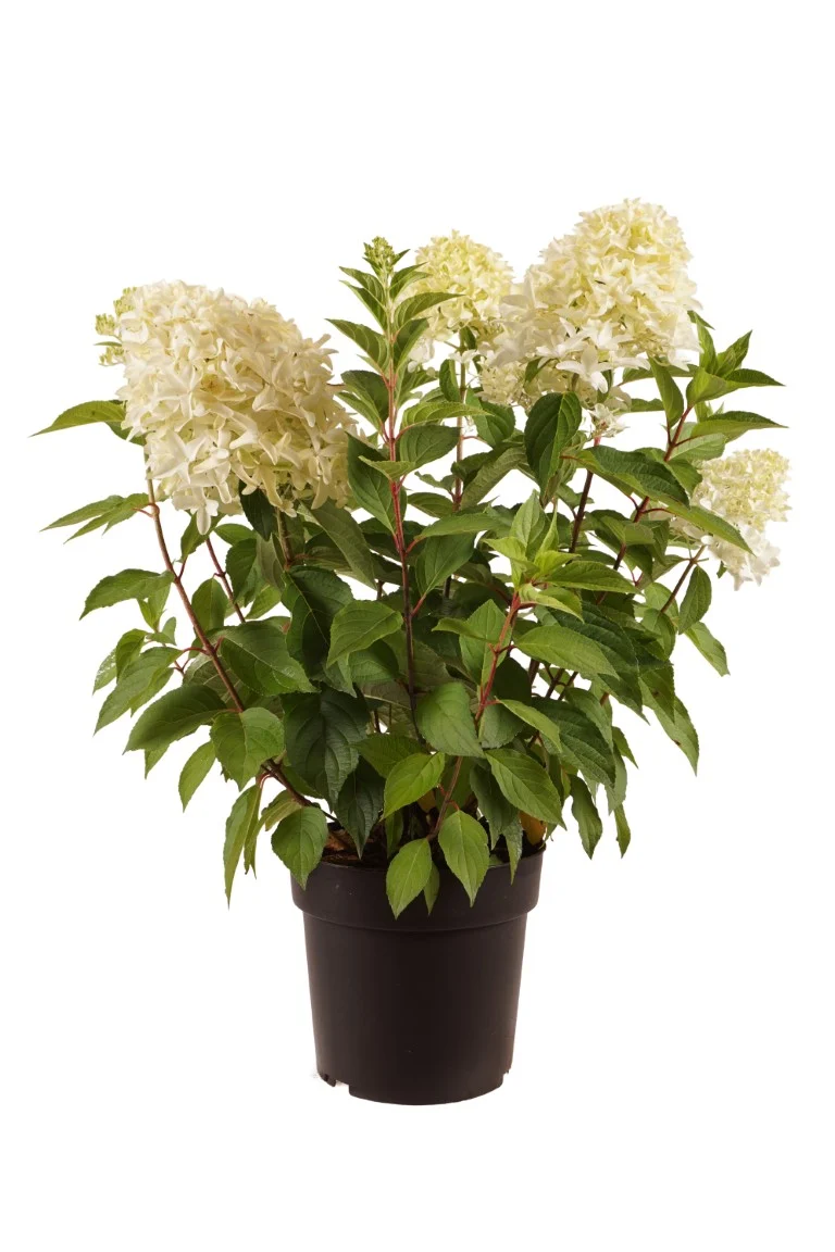 Hydrangea pan. 'Skyfall'® C2 (2 liters kruka) 30-40 cm