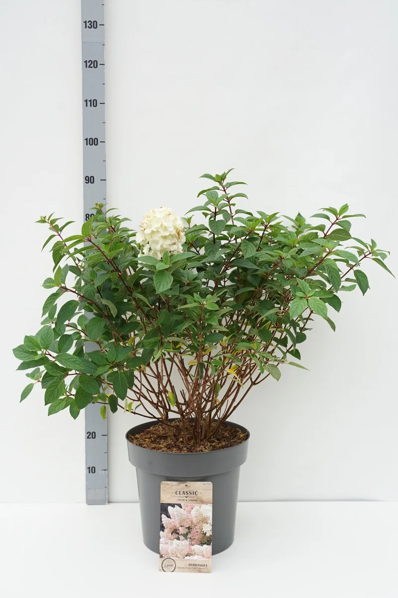 Hydrangea pan. 'Sundea Fraise' 100 cm stam C5 (5 liters kruka)