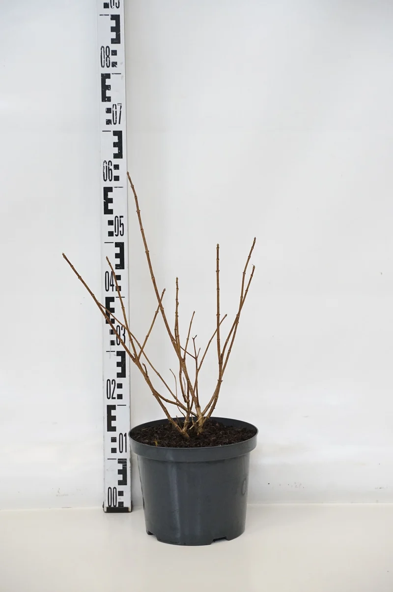 Hydrangea pan. 'Silver Dollar' C10 (10 liters kruka) 80-100 cm