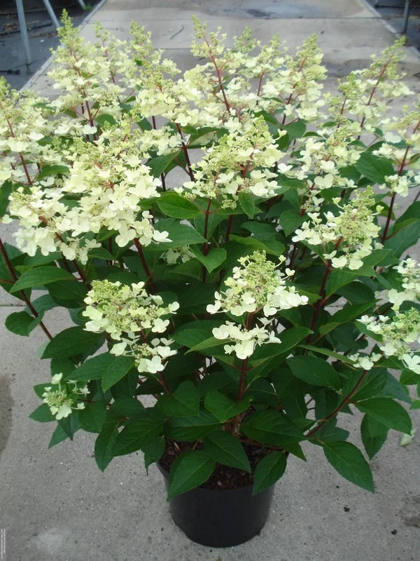 Hydrangea pan. 'Pinky Winky' C12 (12 liters kruka) 80-100 cm
