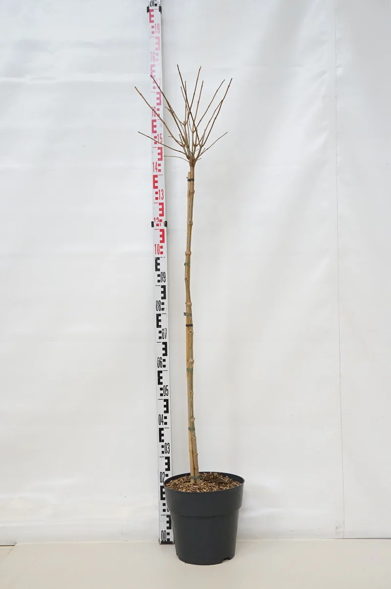 Hydrangea paniculata 'Phantom' 80-120 cm