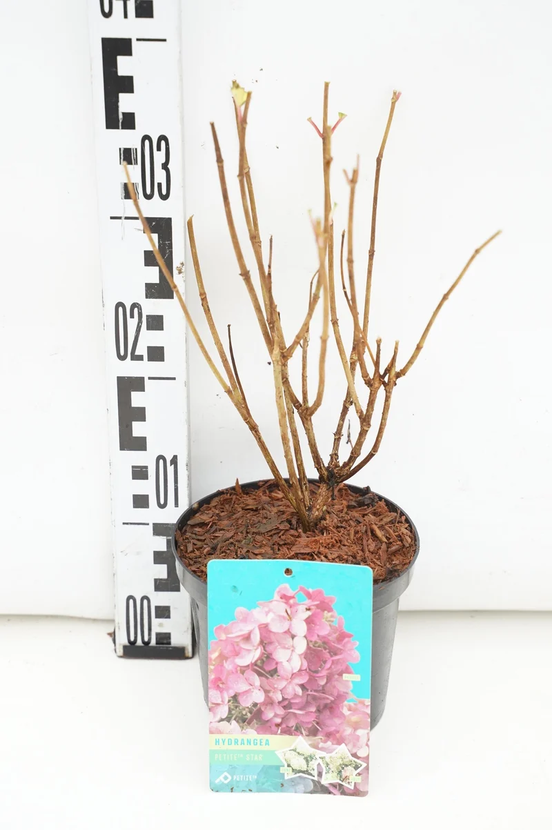 Hydrangea pan. 'Petite Star'® C5 (5 liters kruka) / 23 cm kruka 50-60 cm