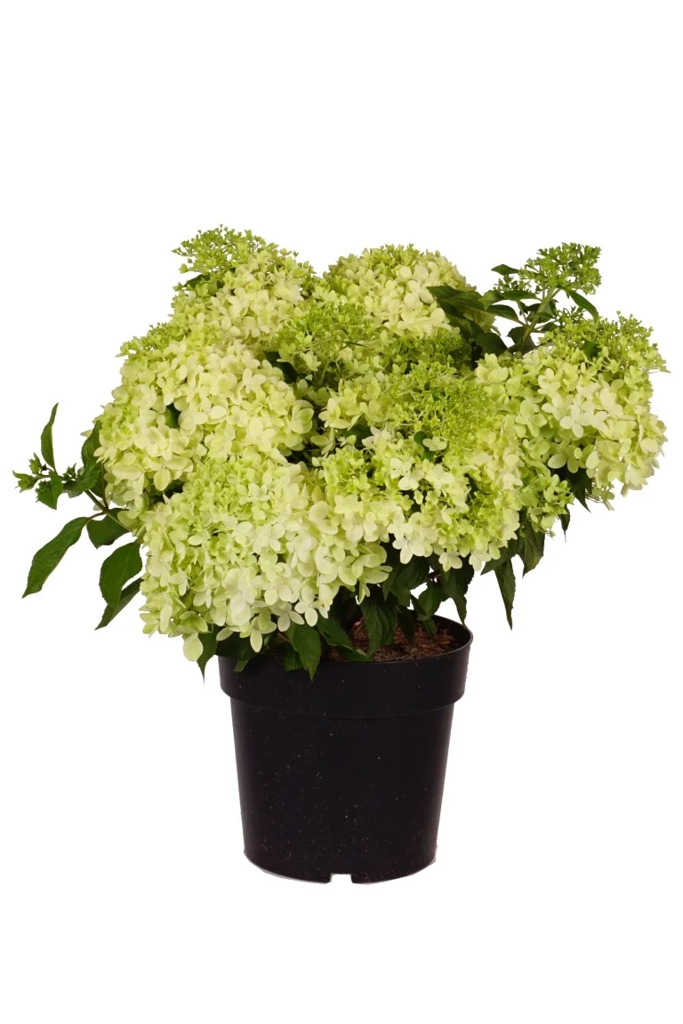 Hydrangea pan. 'Minty Spirit'® C5 (5 liters kruka) 50-60 cm