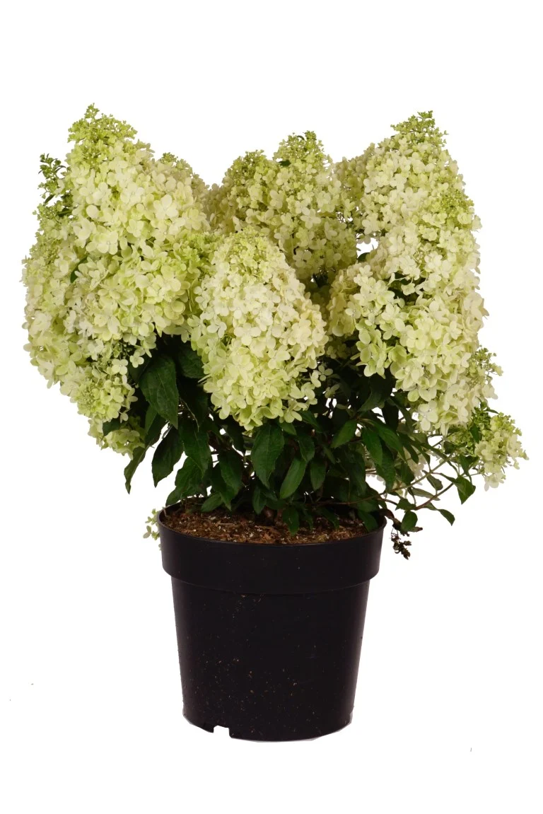 Vipphortensia Hydrangea pan. 'Magical Matterhorn'® C5 (5 liters kruka) 50-60 cm