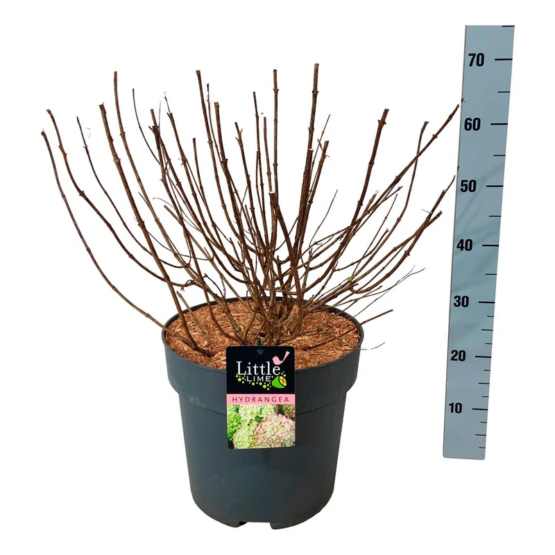 Hydrangea pan. 'Little Lime' C15 (15 liters kruka) 50-60 cm