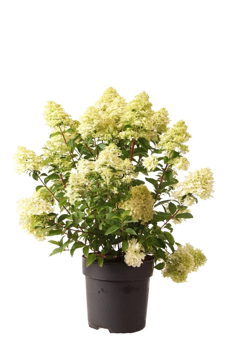 Hydrangea pan. 'Magical Candle' C5 (5 liters kruka) 50-60 cm