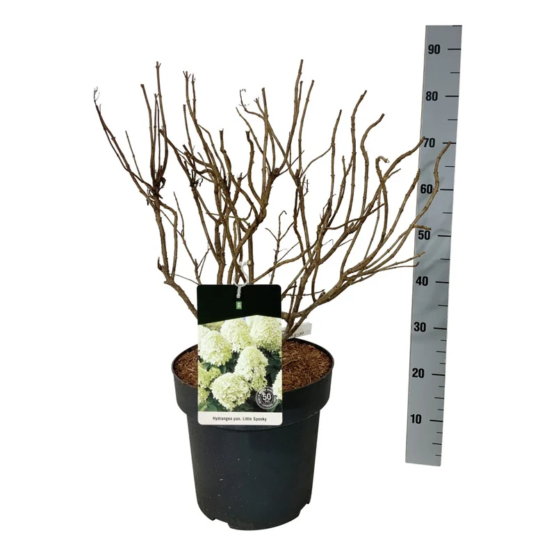 Hydrangea pan. 'Little Spooky'® C15 (15 liters kruka) 50-60 cm