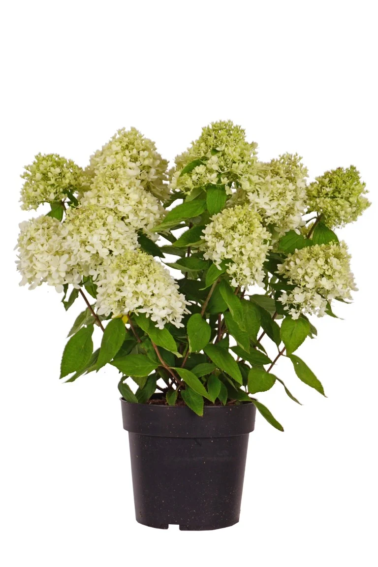 Hydrangea pan. 'Magical Andes'® C5 (5 liters kruka) 50-60 cm