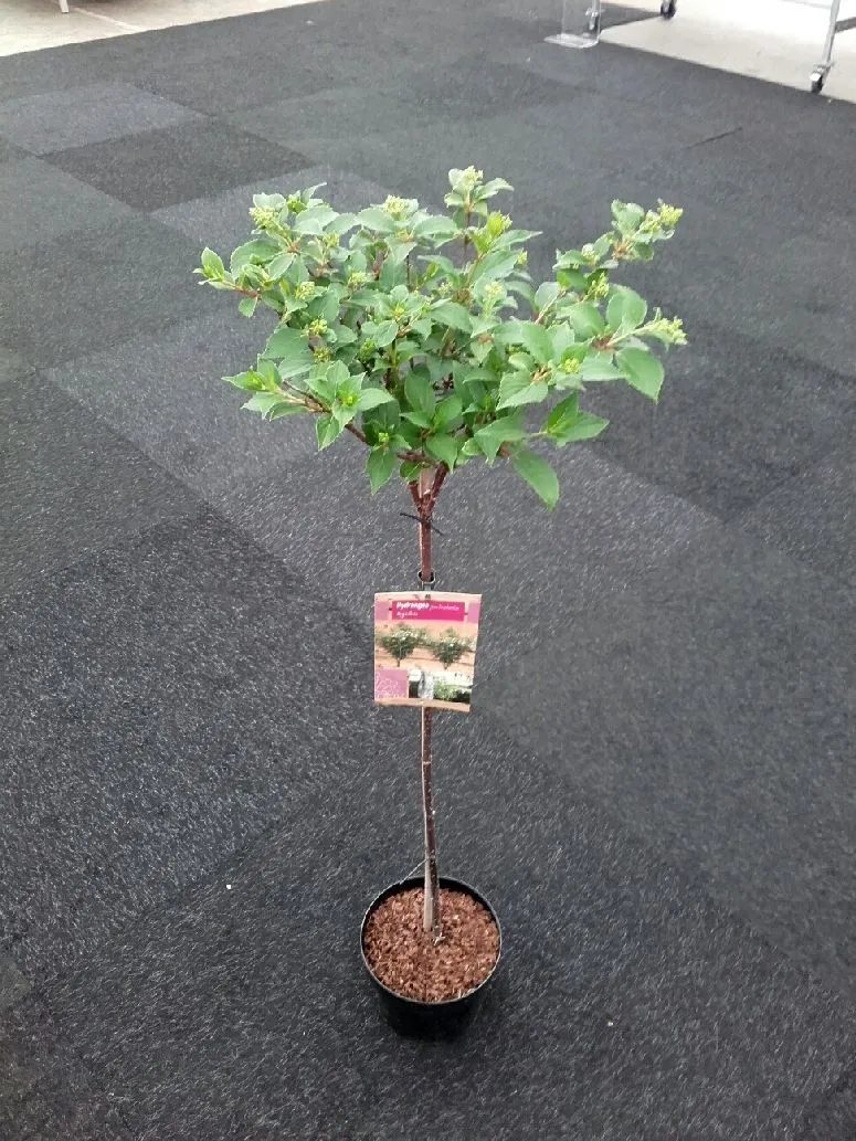 Hydrangea pan. 'Kyushu' C7,5 (7,5 liters kruka) 60-80 cm