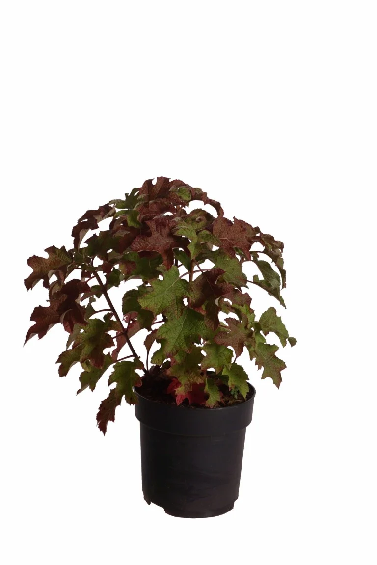 Hydrangea querc. 'Snow Queen' C5 (5 liters kruka) 50-60 cm