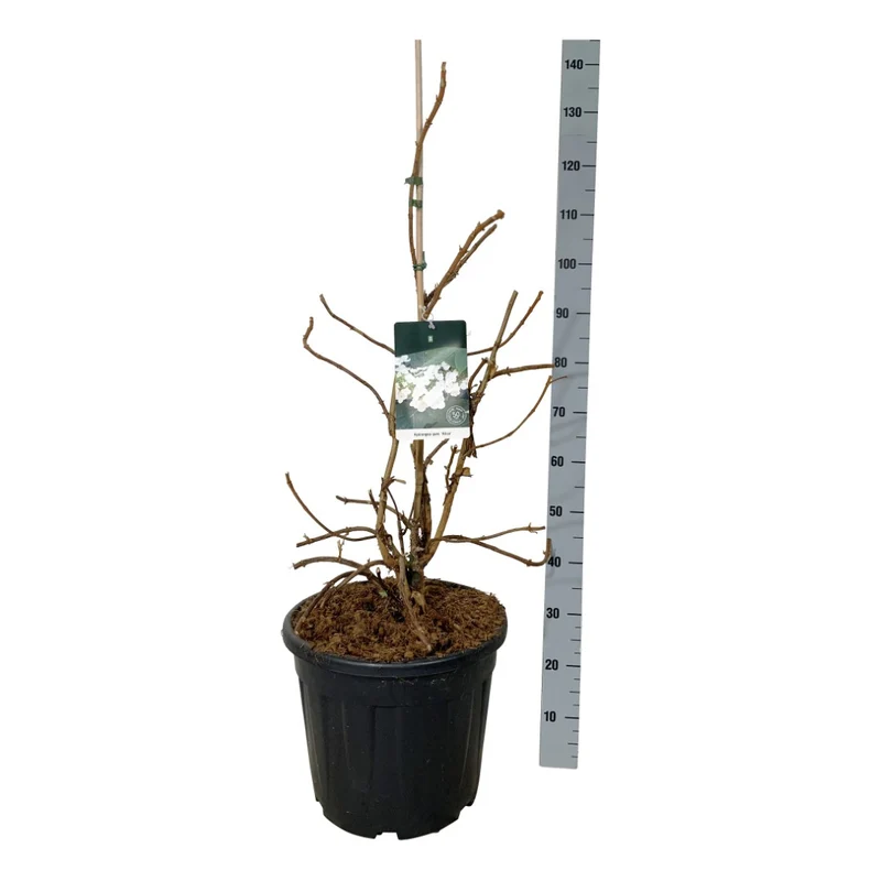 Hydrangea querc. 'Alice' C30 (30 liters kruka) 60-80 cm EXTRA