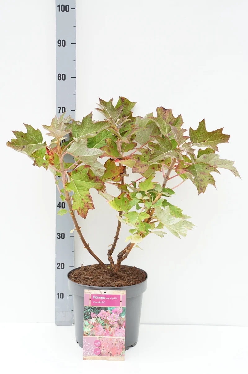 Hydrangea quercifolia 'Munchkin' C7,5 (7,5 liters kruka) 50-60 cm