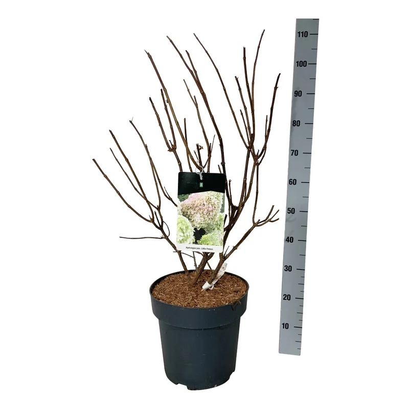 Hydrangea pan. 'Little Fresco'® C15 (15 liters kruka) 50-60 cm