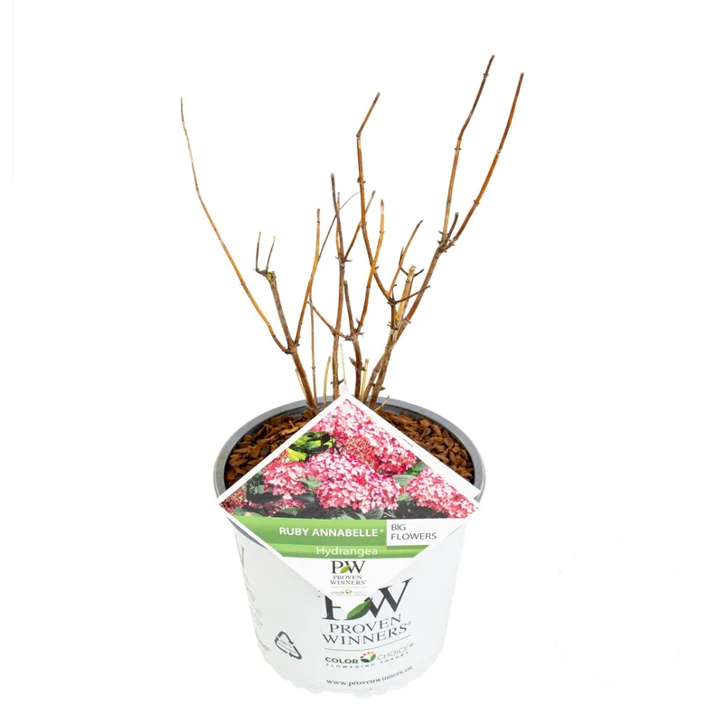 Hydrangea arb. 'Ruby Annabelle'® C3 (3 liters kruka) 30+ cm