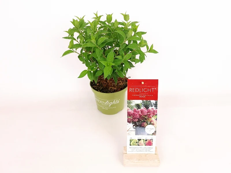 Hydrangea paniculata 'Red Light'® C1,5 (1,5 liters kruka) 20-30 cm