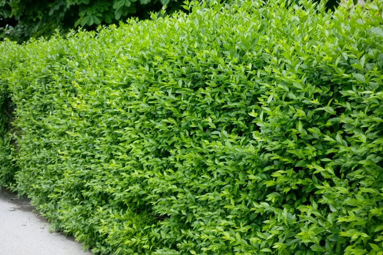 Ligustrum vulg. var. ital. 'Liga', 50-80 cm, 3-5 grenar, 200-pack