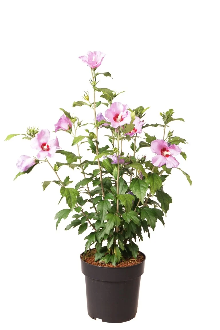 Hibiscus syriacus 'Azurri' 50-60 cm rotklump