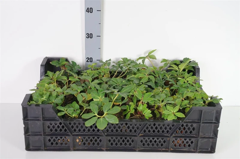 Helleborus niger (Julros) - 9 cm kruka