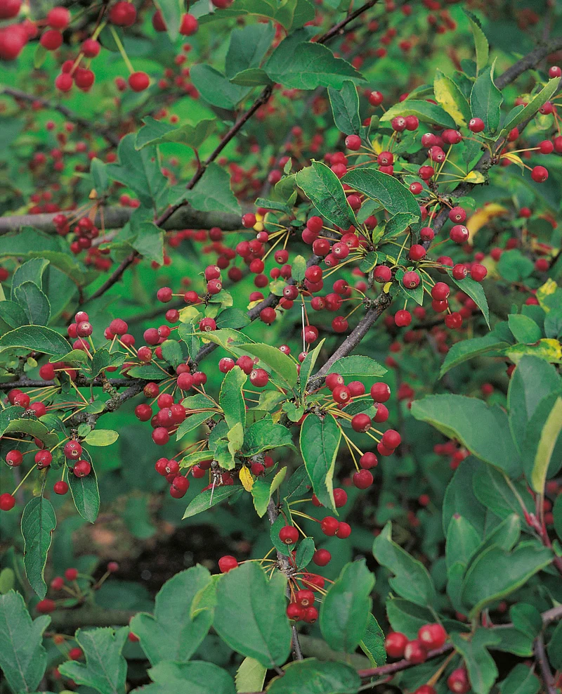 Malus toringo var. sargentii, 30-50 cm, 150-pack