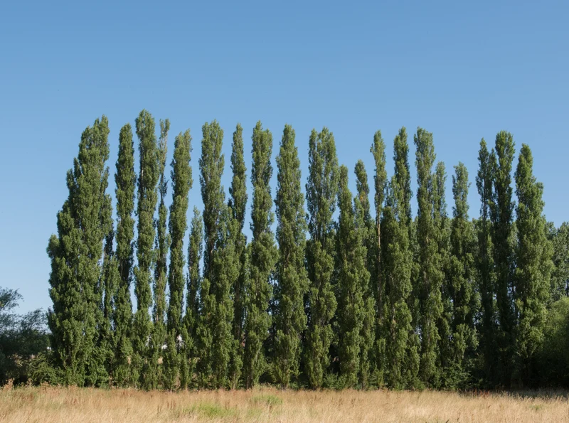 Populus nigra 'Italica', 60-100 cm, 150-pack