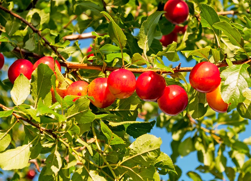 Prunus cerasifera, 60-100 cm, 100-pack
