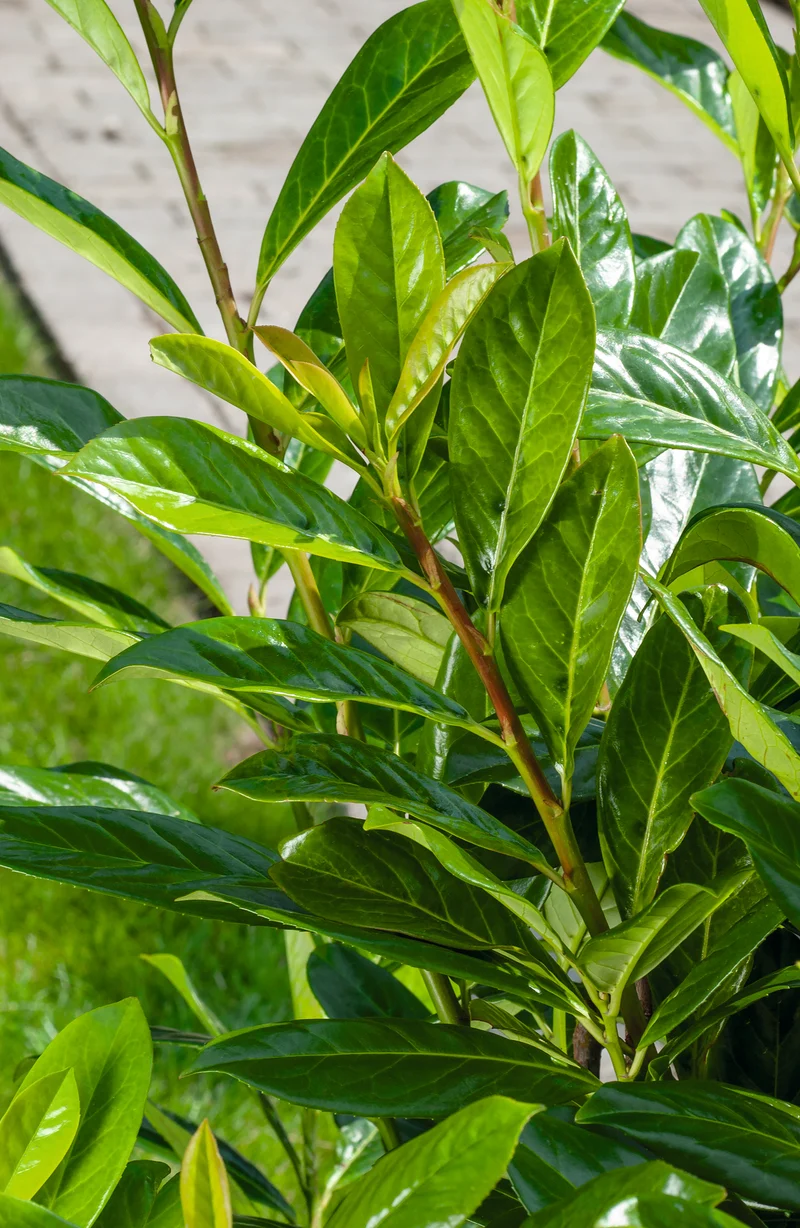 Prunus laurocerasus 'Novita', co, 100-pack