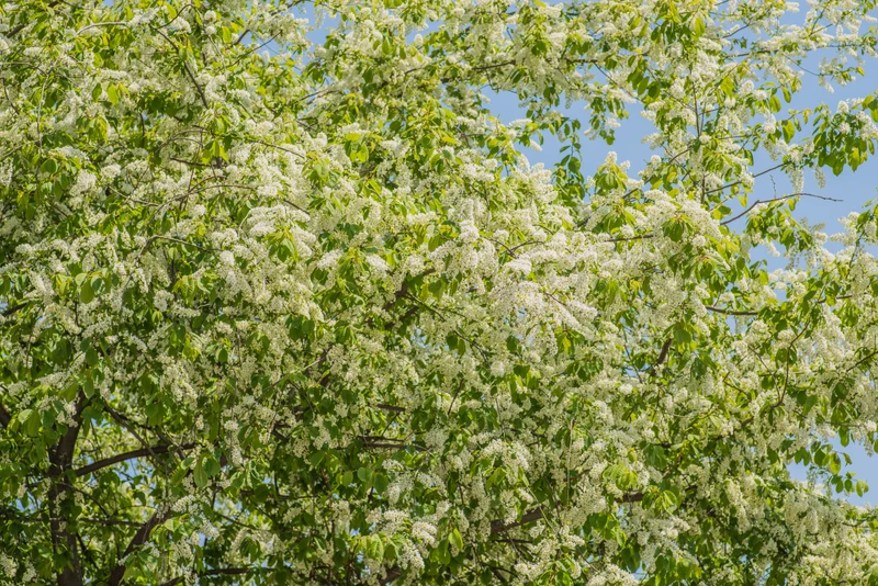 Prunus padus, 50-80 cm, 200-pack