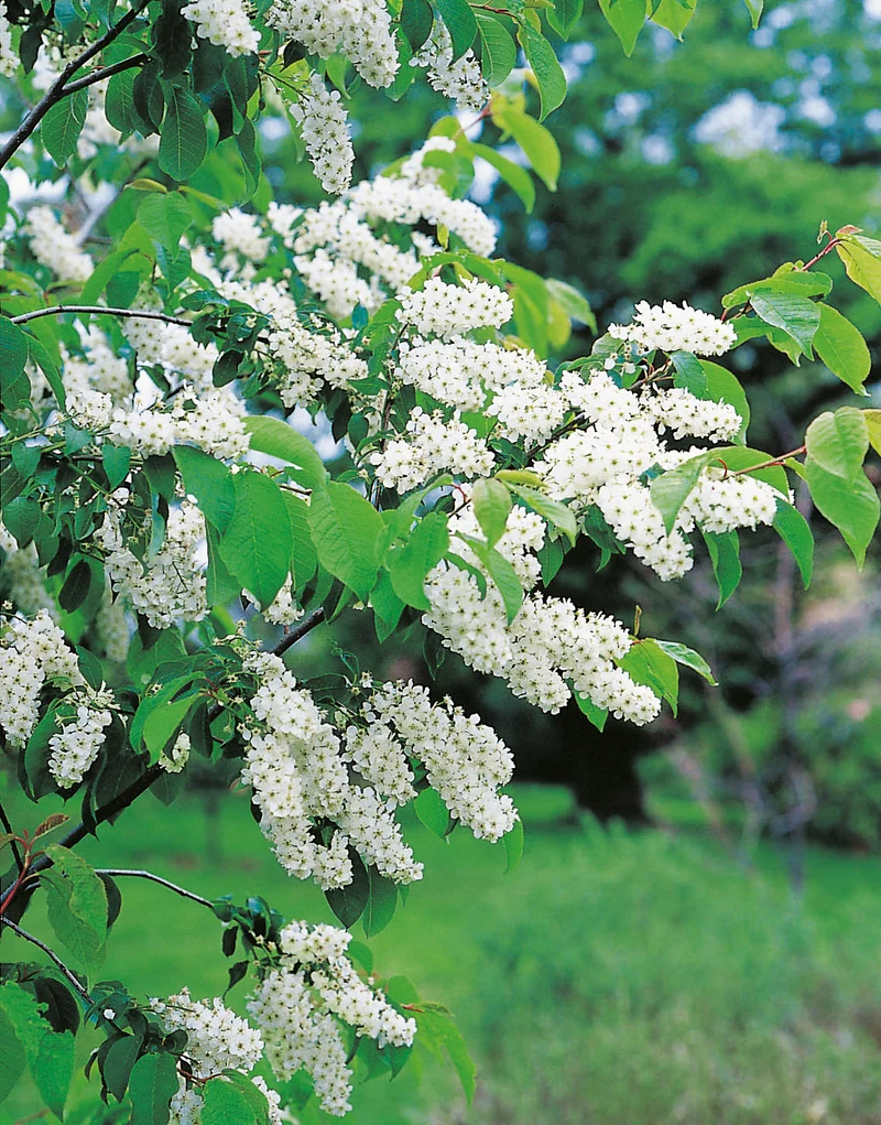 Prunus padus, 50-80 cm, 150-pack