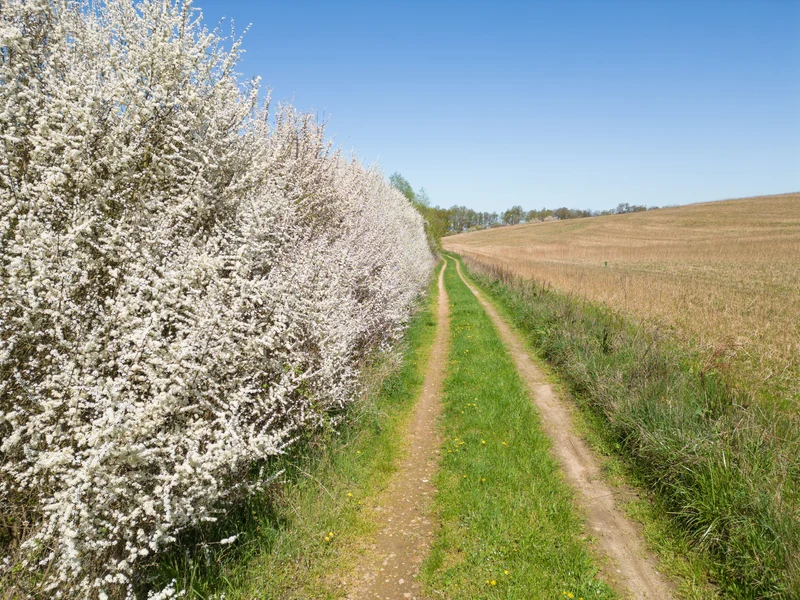 Prunus spinosa, 50-80 cm, 200-pack