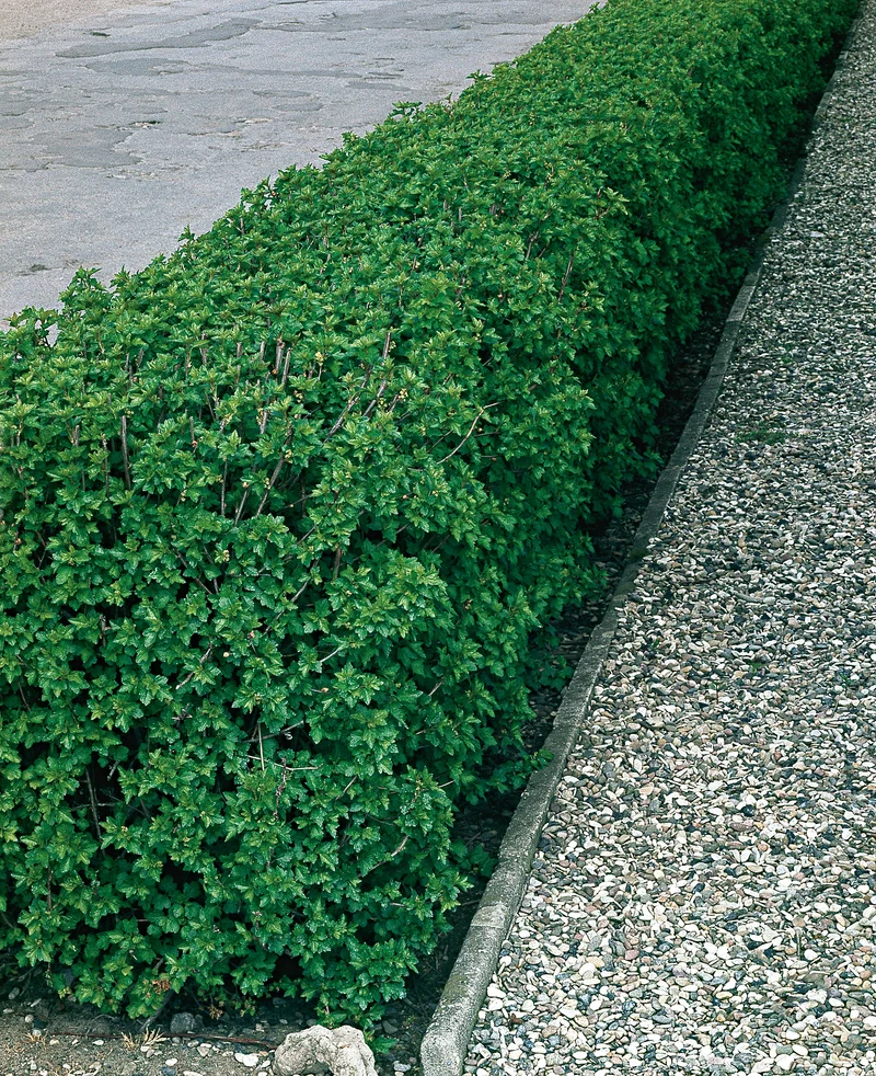 Ribes alpinum, 40-60 cm, 2-4 grenar, 200-pack