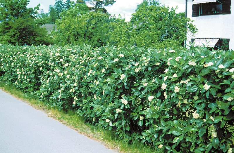 Sorbus intermedia, 40-60 cm, 200-pack