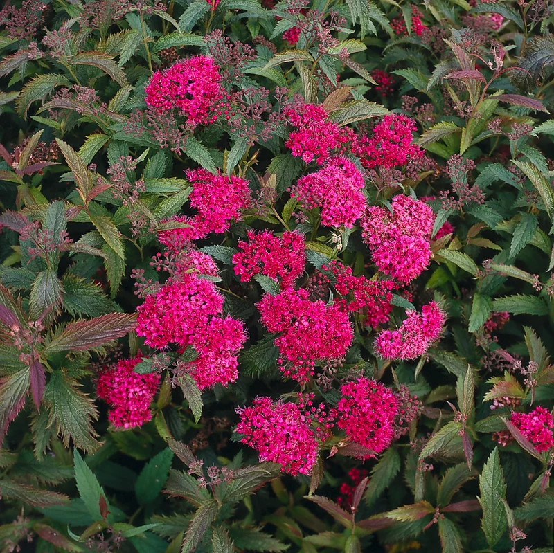 Spiraea jap. 'Anthony Waterer', 15-30 cm, 150-pack