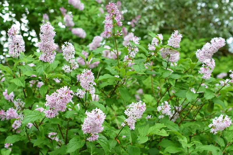 Syringa Josikaea, 30-50 cm 200-pack