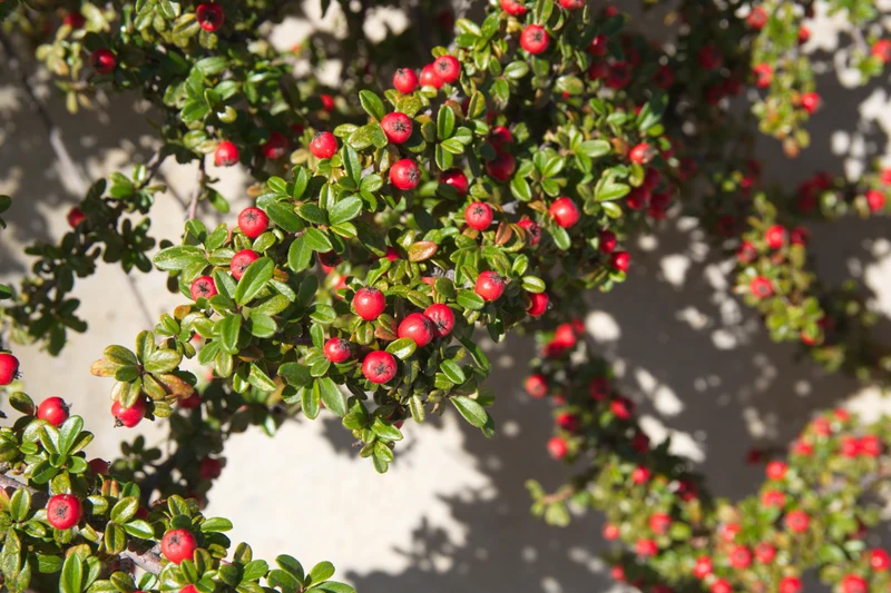 Cotoneaster × suecicus 'Skogholm', co, 10-p
