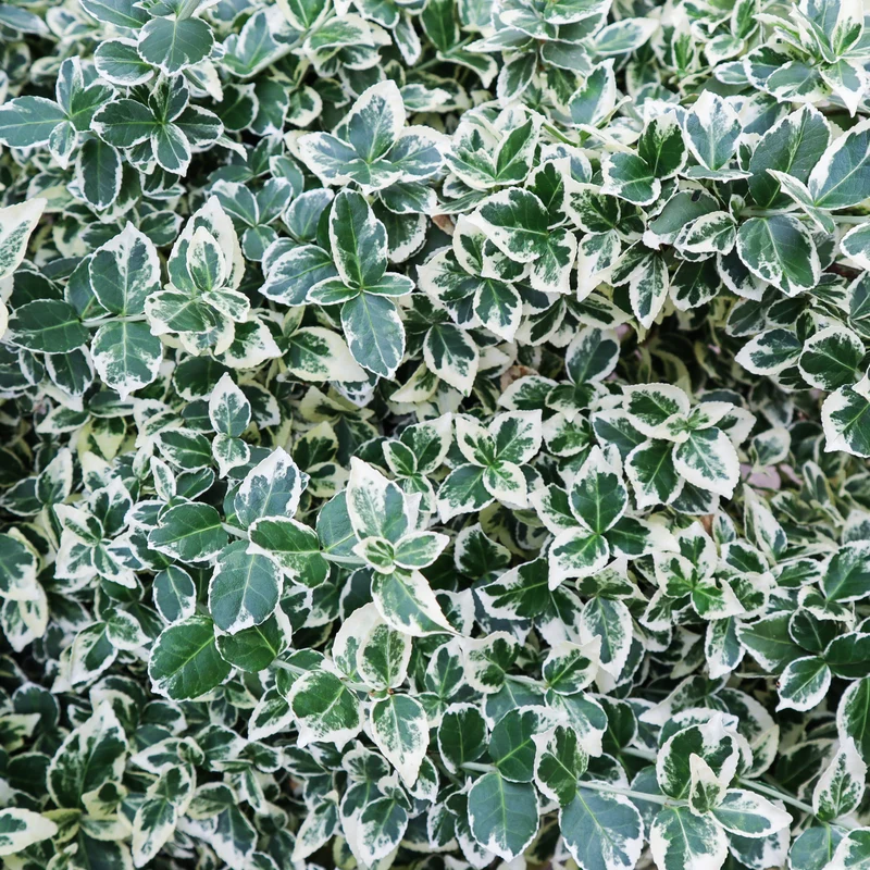 Klätterbenved 'Emerald Gaiety' 10-pack i kruka