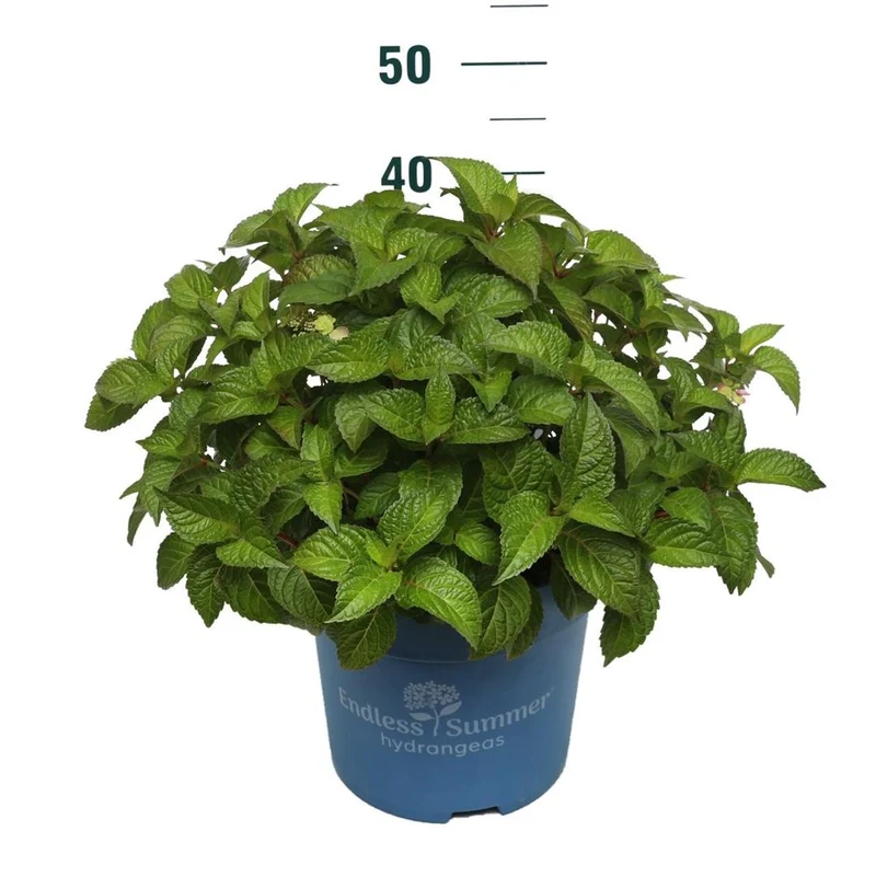 Hydrangea Endless Summer Pop Star® Pink C10 (10 liters kruka)