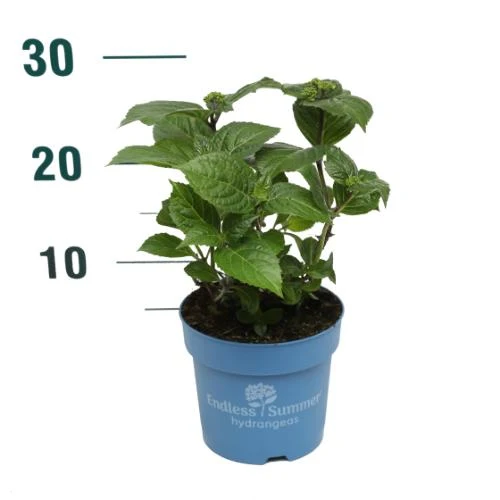 Hydrangea Endless Summer® 'Pop Star® Blue' C1,5 (1,5 liters kruka) 10-15 cm