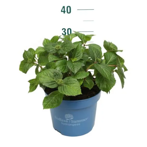 Hydrangea Endless Summer® Pop Star® Pink C5 (5 liters kruka) 20-30 cm