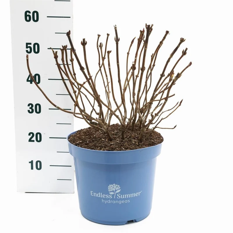 Hydrangea Endless Summer BloomStar® Pink C10 (10 liters kruka)
