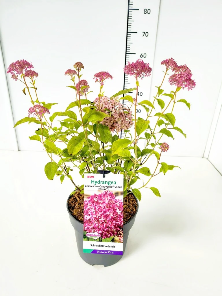 Hydrangea arb. 'Candybelle® Sorbet' C5 (5 liters kruka) 40-50 cm
