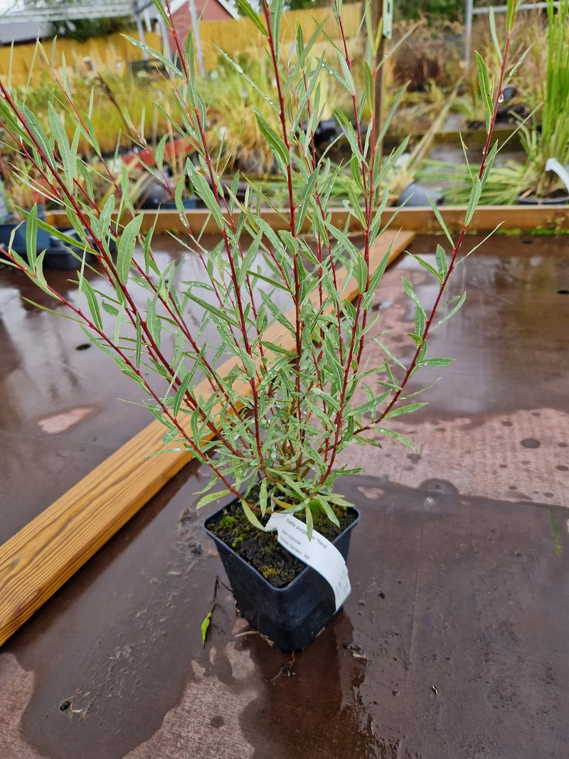Salix purpurea 'Nana', co, 100-pack