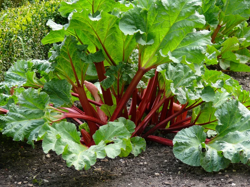 Rheum rhabarbarum 'Spangsbjerg', 1-pack