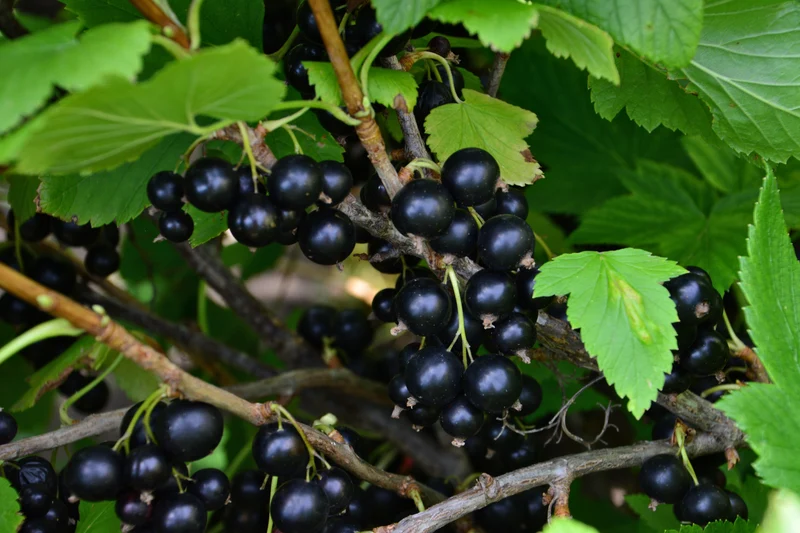 Ribes nigrum BALSGÅRD MARTIN® E , 3-pack
