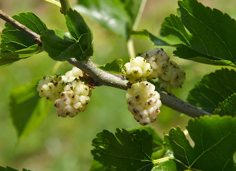 Morus alba 'Visborg', 1-pack