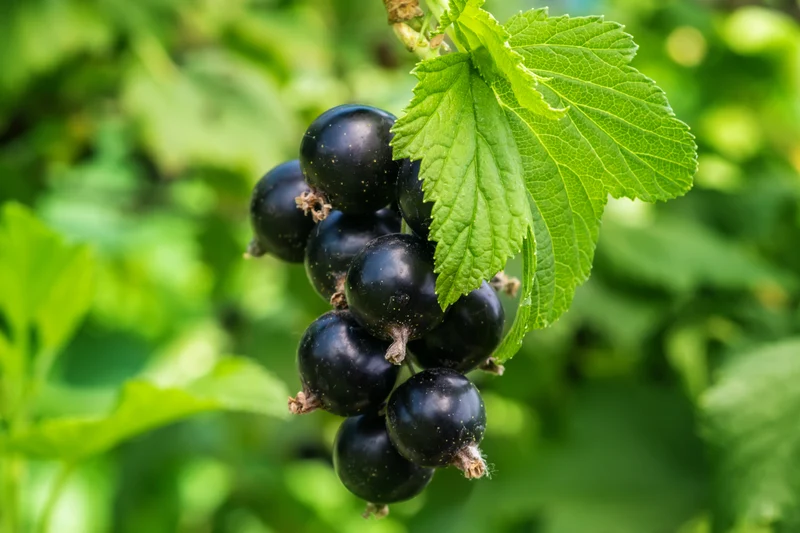 Ribes nigrum 'Öjebyn' E, 1-pack