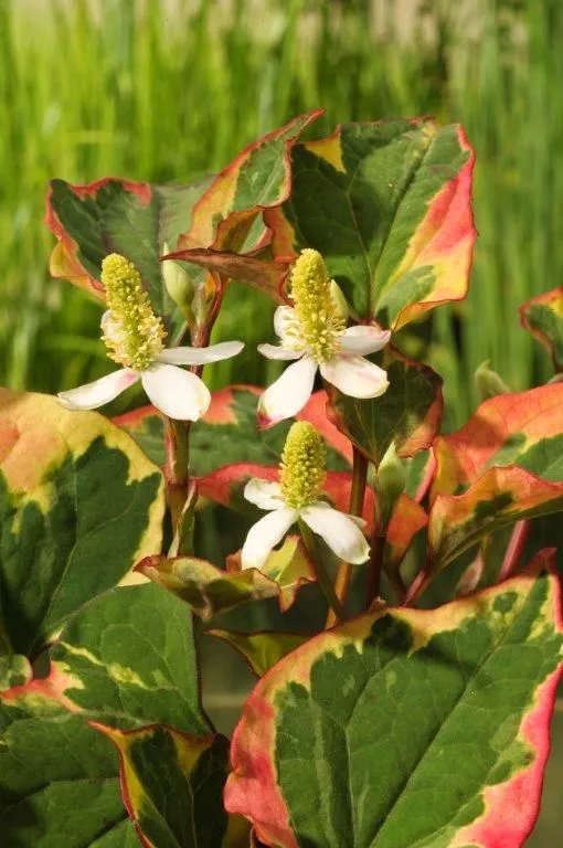 Houttuynia cordata 'Chameleon' 9 cm kruka