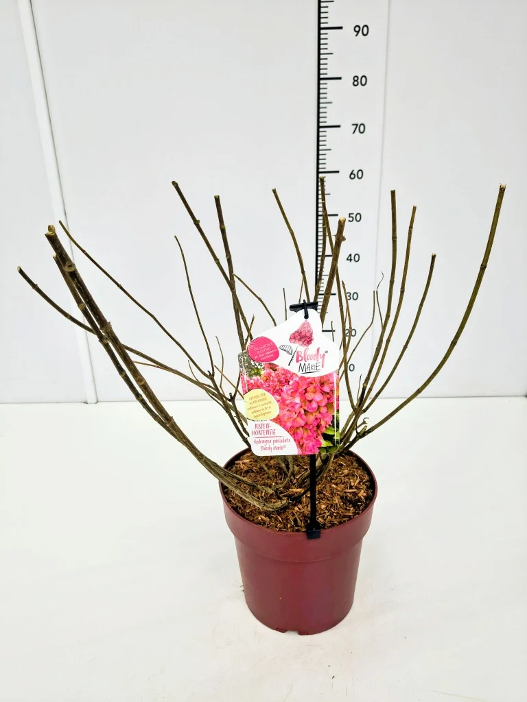 Hydrangea pan. 'Bloody Marie'® C7 (7 liters kruka) 40-60 cm