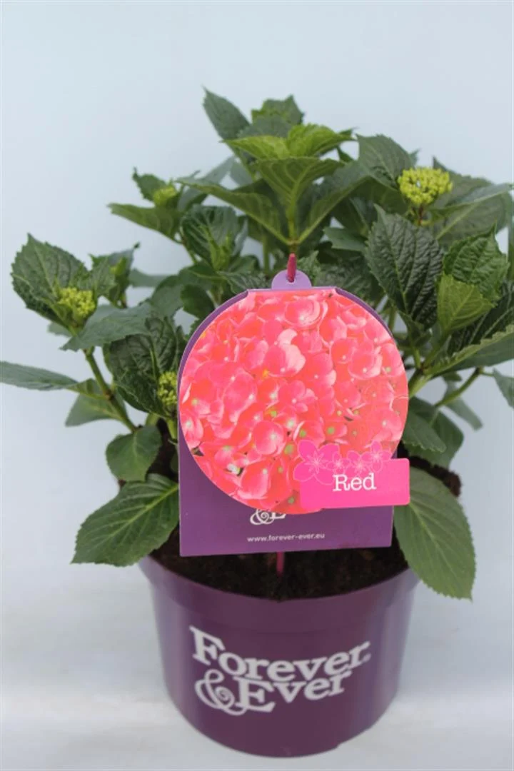 Hydrangea m. 'Forever&Ever'® Red C5 (5 liters kruka) 30-40 cm