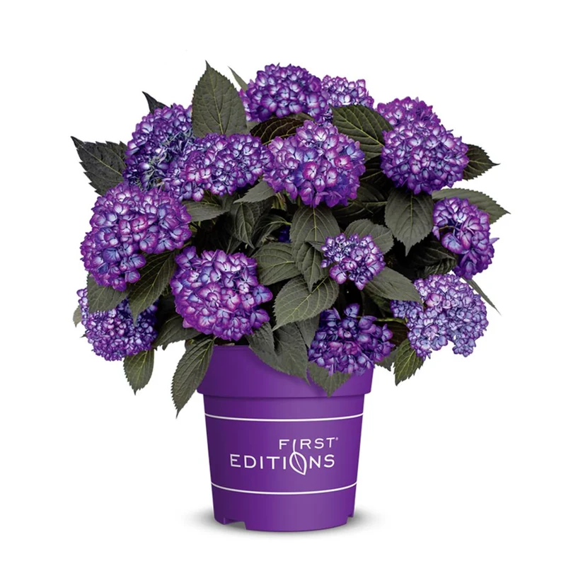Hydrangea m. 'Eclipse Purple'® C3 (3 liters kruka)